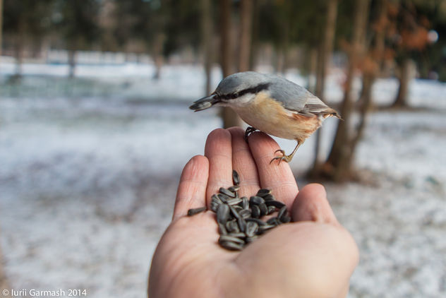 Feeding nuthatches from hand in a local park - Free image #296575
