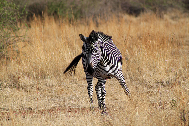Plains Zebra: Equus quagga - Free image #296805