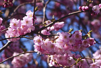 Spring blossom - Free image #296935