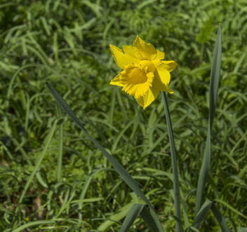 Daffodil - image #297195 gratis