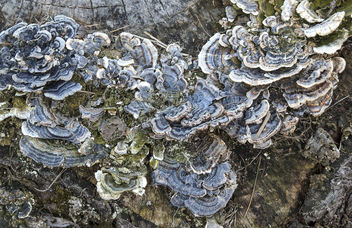 blue fungus - image #297245 gratis