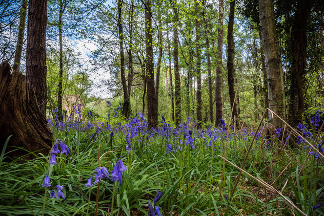Oakley woods bluebells April 2015 (9 of 22) - image gratuit #297335 