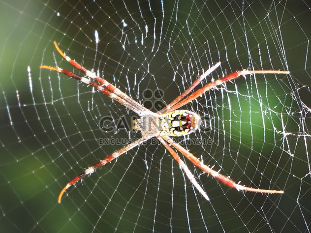 Spider on a net - image gratuit #297585 