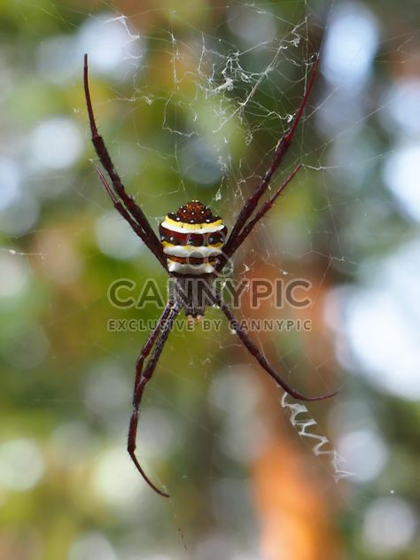 Spider on a net - image #297595 gratis