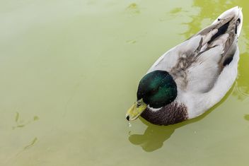 Grey-green duck in the pond - бесплатный image #297605