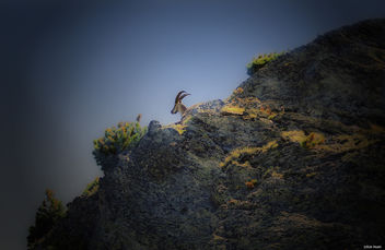 Alpine ibex - image gratuit #298095 