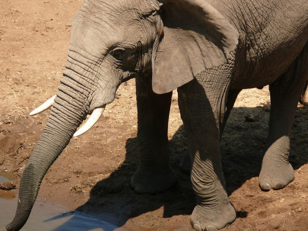 Elephant down for a drink ! - Free image #298355