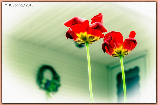(257/365) Spring Flowers / Pentax K-x, Meriden, CT 2015 - Kostenloses image #298495