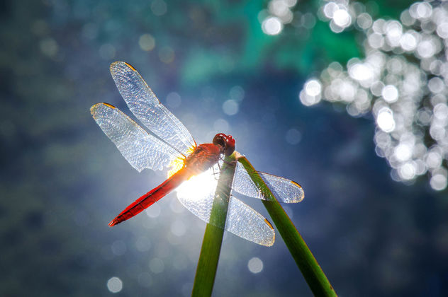 Red Dragonfly - image gratuit #298615 