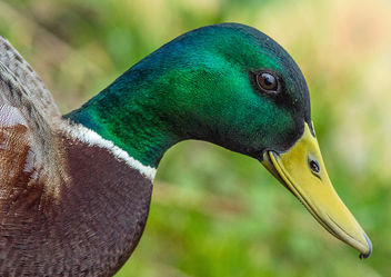 Duck, Severn Valley, Gloucestershire - Free image #298695
