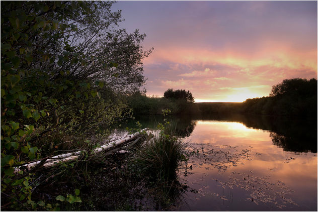 Beech tree lake sunrise - Free image #298925