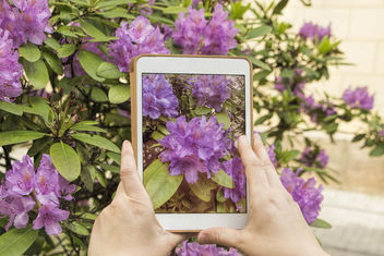 Purple Flowers - Kostenloses image #298935