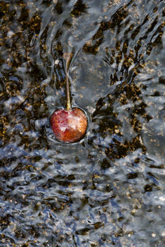 Like Water for Cherry - Kostenloses image #299135
