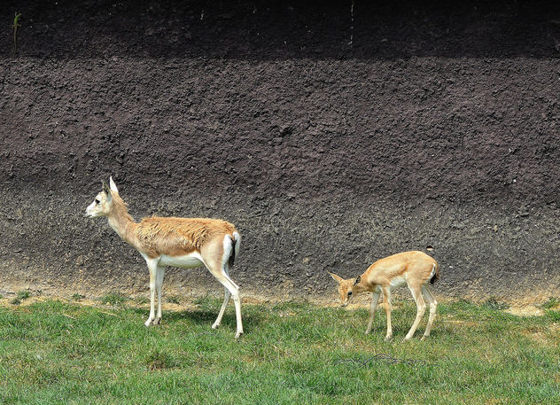 Turkey (Polonezkoy Zoo) Baby deer waching us - image gratuit #299205 
