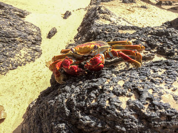 Fernando de Noronha Island crab - Krabbe - image #299285 gratis