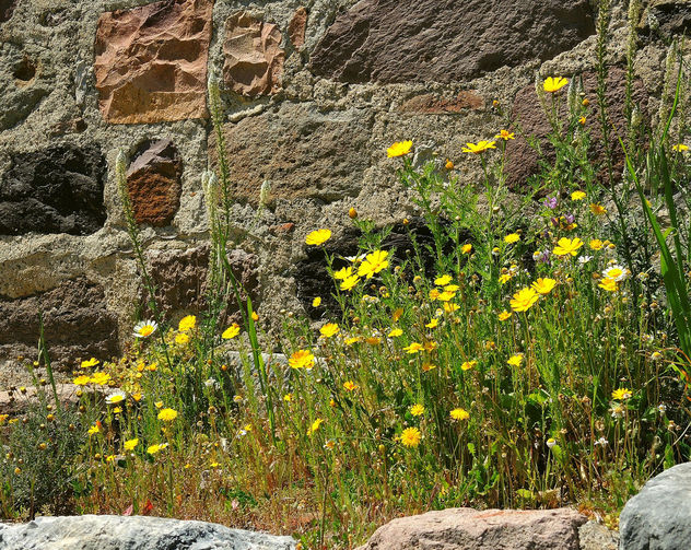 Greece (Lesvos Island)-Yellow rocky flowers - image gratuit #299435 