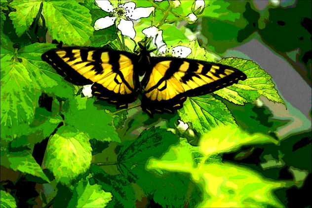 Watercolor Swallowtail - image gratuit #299455 