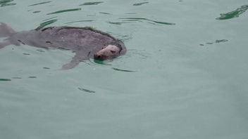 Grey Seal, Newquay Harbour - image gratuit #299595 