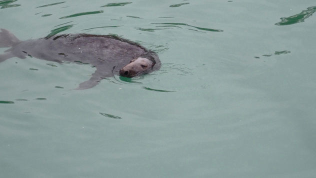Grey Seal, Newquay Harbour - image #299595 gratis