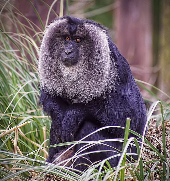 Lion tailed Macaque - Free image #299665