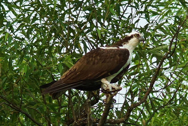 BANDED OSPREY in a Tree - image gratuit #299675 