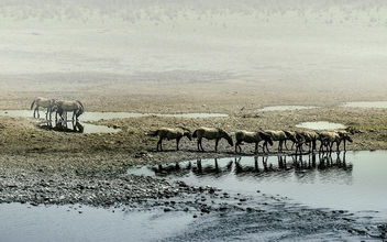 wild horses - бесплатный image #299725