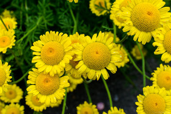 Flowers at Botanic Garden - бесплатный image #299765
