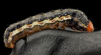 Southern armyworm, side_2014-06-04-19.05.49 ZS PMax - image gratuit #299845 