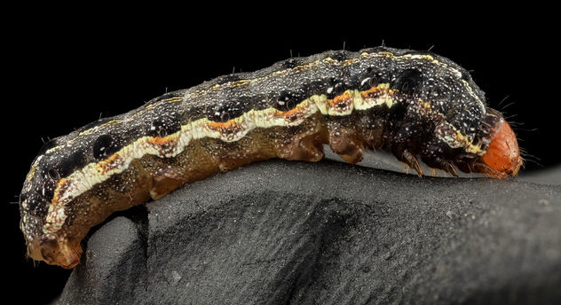 Southern armyworm, side_2014-06-04-19.05.49 ZS PMax - Free image #299845
