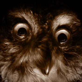 Scary Owl - Manchester Museum - Kostenloses image #299875