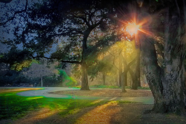 early morning in the park - image gratuit #299985 