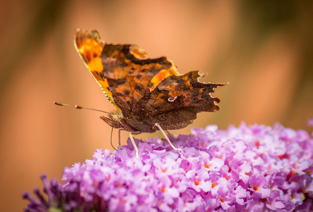 beautiful butterfly - image gratuit #300155 
