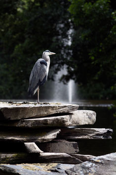 Grey heron - Free image #300365