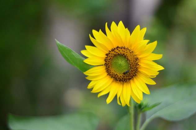 Sunflower - Free image #300375