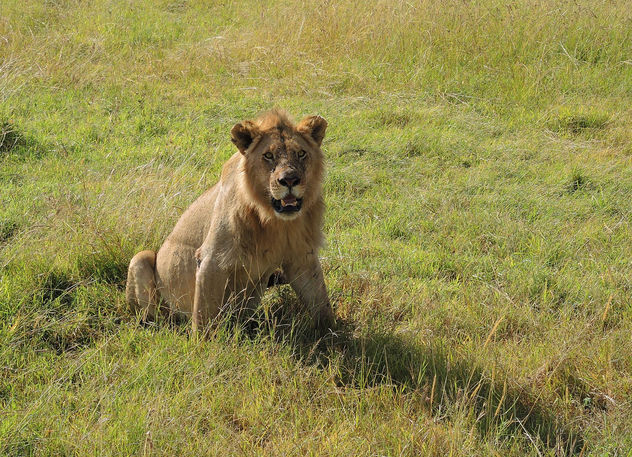 Kenya (Masai Mara) He watches us [Explored, 20/08/2015] - image gratuit #300455 