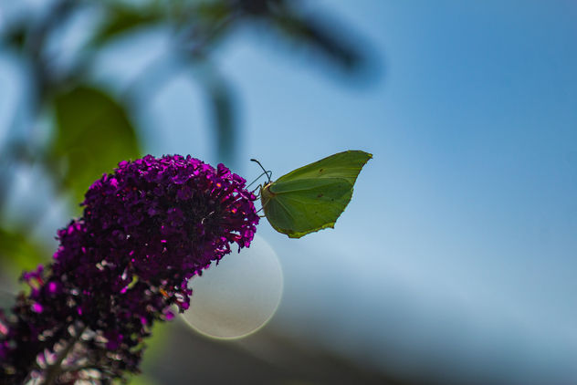 Green butterfly - image gratuit #300535 