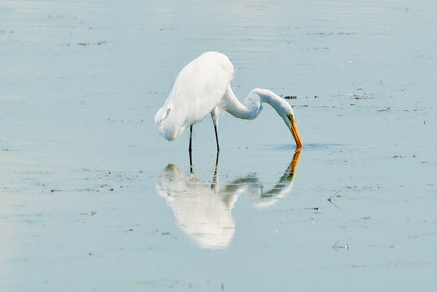Horicon Marsh Egret - image #300545 gratis