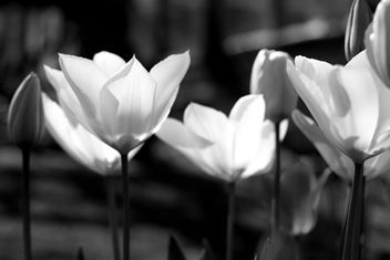 Lit up tulips - Free image #300655