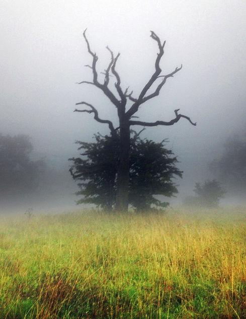 Monsters in the Mist, Cotswolds, Gloucestershire - image #300815 gratis