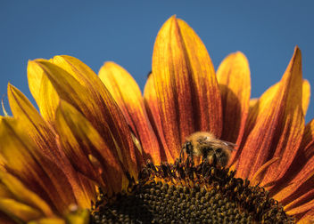 Bee sunny - image gratuit #301005 