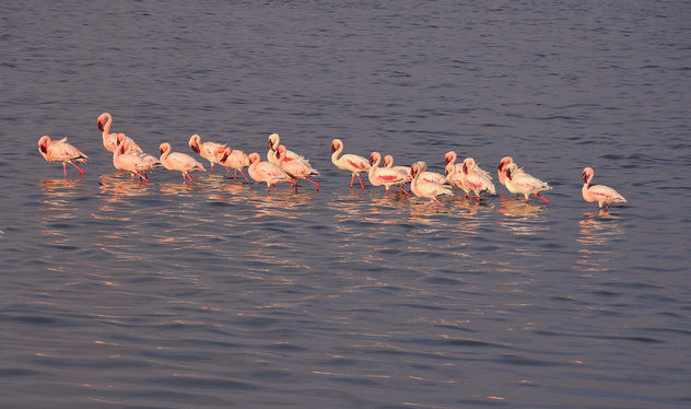 Tanzania (Serengeti National Park) Flamingos - Kostenloses image #301035