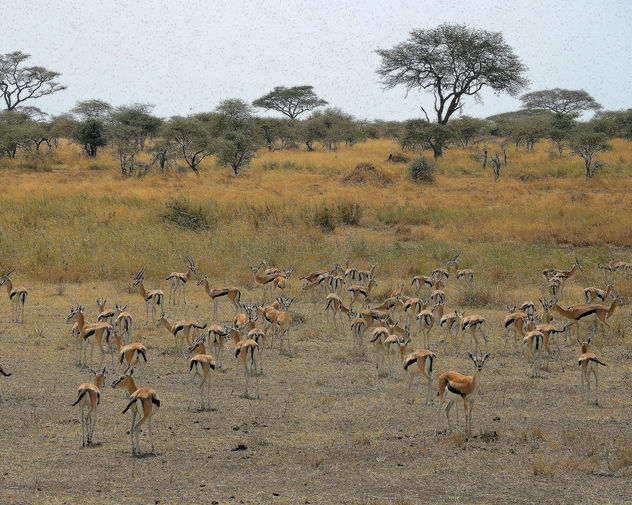 Tanzania (Serengeti National Park) Herd of Thomson's gazellas - image gratuit #301075 