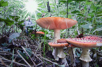 Mushrooms - Free image #301105
