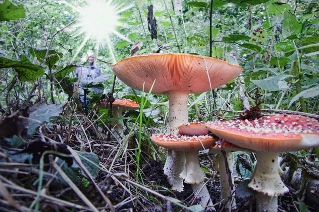 Mushrooms - Kostenloses image #301105