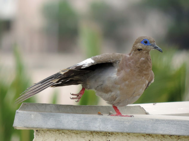 Dove running over the rooftop - image gratuit #301145 