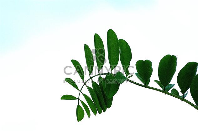 Brunch of green leafs - Free image #301385