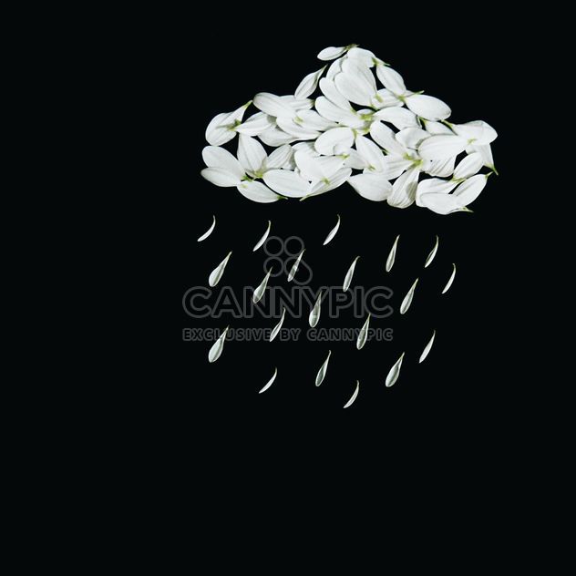 Cloud and raindrops from chrysanthemum petals - Kostenloses image #301395