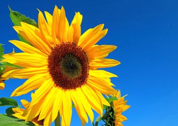 Sunflower - image gratuit #301405 