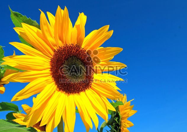 Sunflower - Kostenloses image #301405