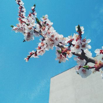 Cherry blossom - image #301415 gratis